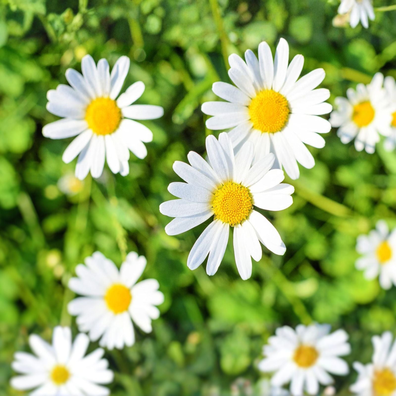 Garland Daisy Seeds Bright Yellow Osteospermum Flower Seeds for Garden Landscaping Pollinator Gardens 100+