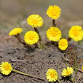 Coltsfoot Plant Tussilago Farfara Organic Live Root Medicinal Herb for Natural Remedies