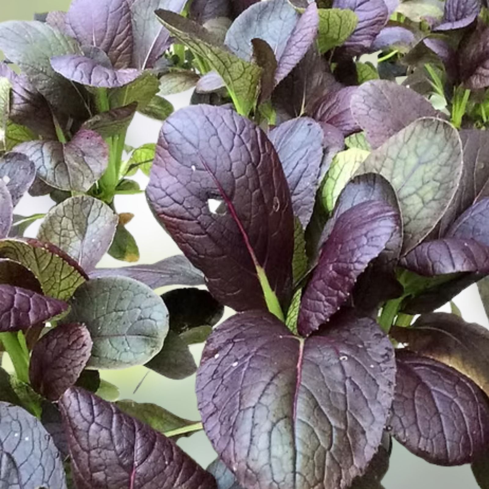Pak Choi Seeds Red Tatsoi Non-GMO Brassica rapa Starter Plant for Stir-Fries & Salads