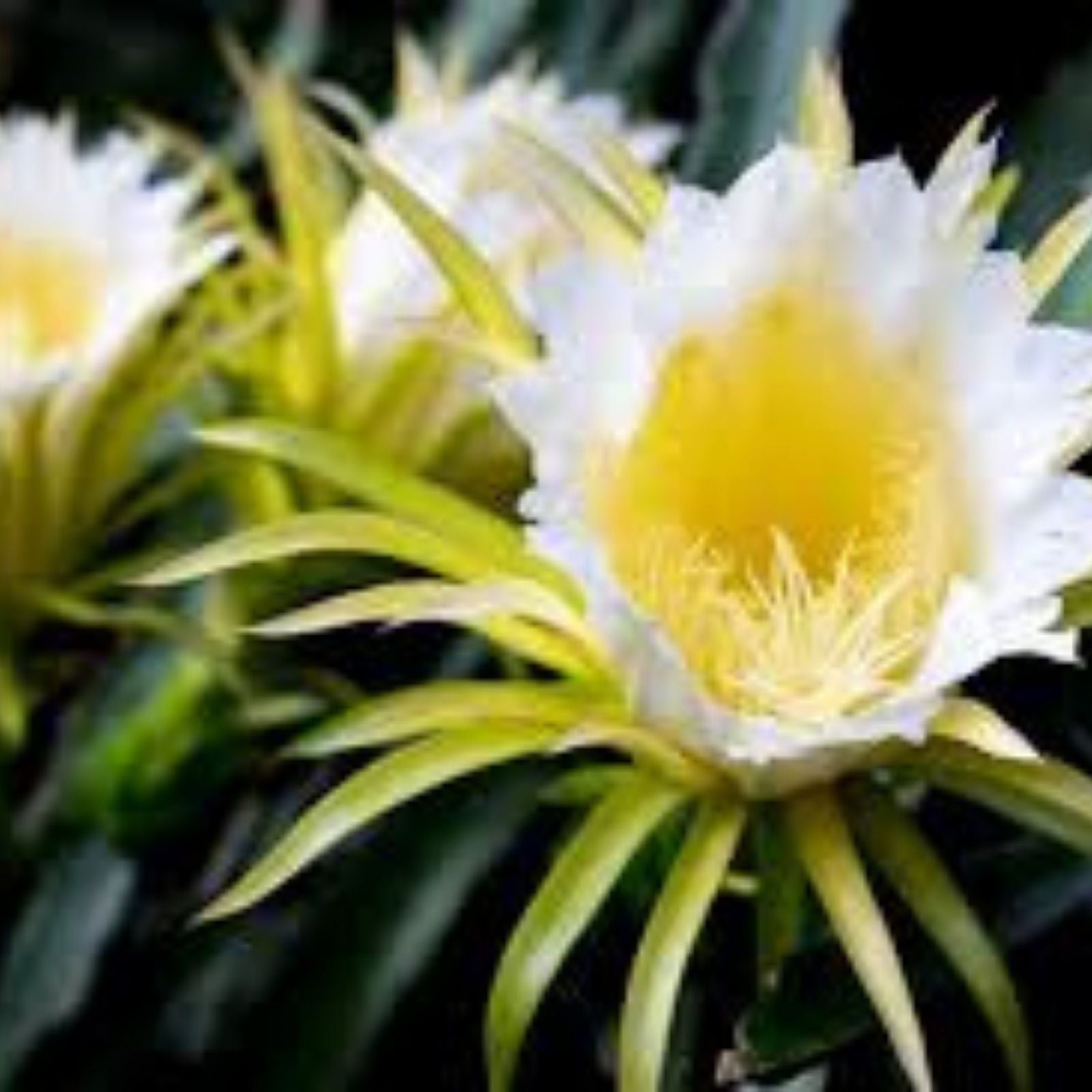 Variegated Hylocereus undatus Dragon Fruit Cactus Plant - Unique Color Variety - Fresh Stock