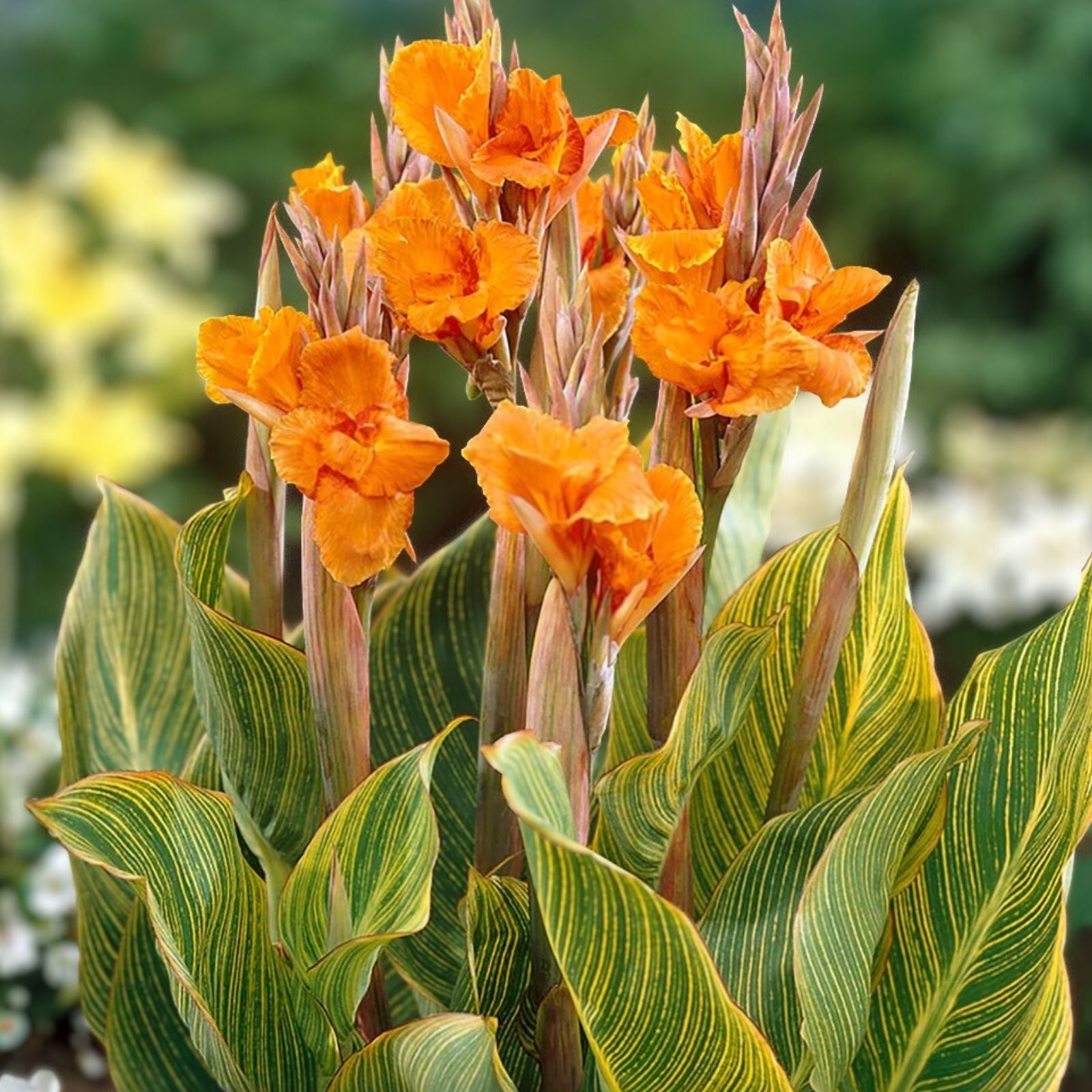 Canna Lily Bulbs 5 Pack Pretoria Orange Variegated Bengal Tiger Canna striata Tropical Live Plant Starter