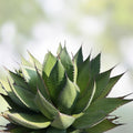Agave Shawii Live Rooted Plant Succulent | Shaw's Agave | Indoor & Outdoor Garden Plant | Agave shawii