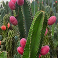 Cereus Peruvianus Repandus Seeds - 50 Peruvian Apple Cactus Seeds for Planting - Easy to Grow Succulent Seeds