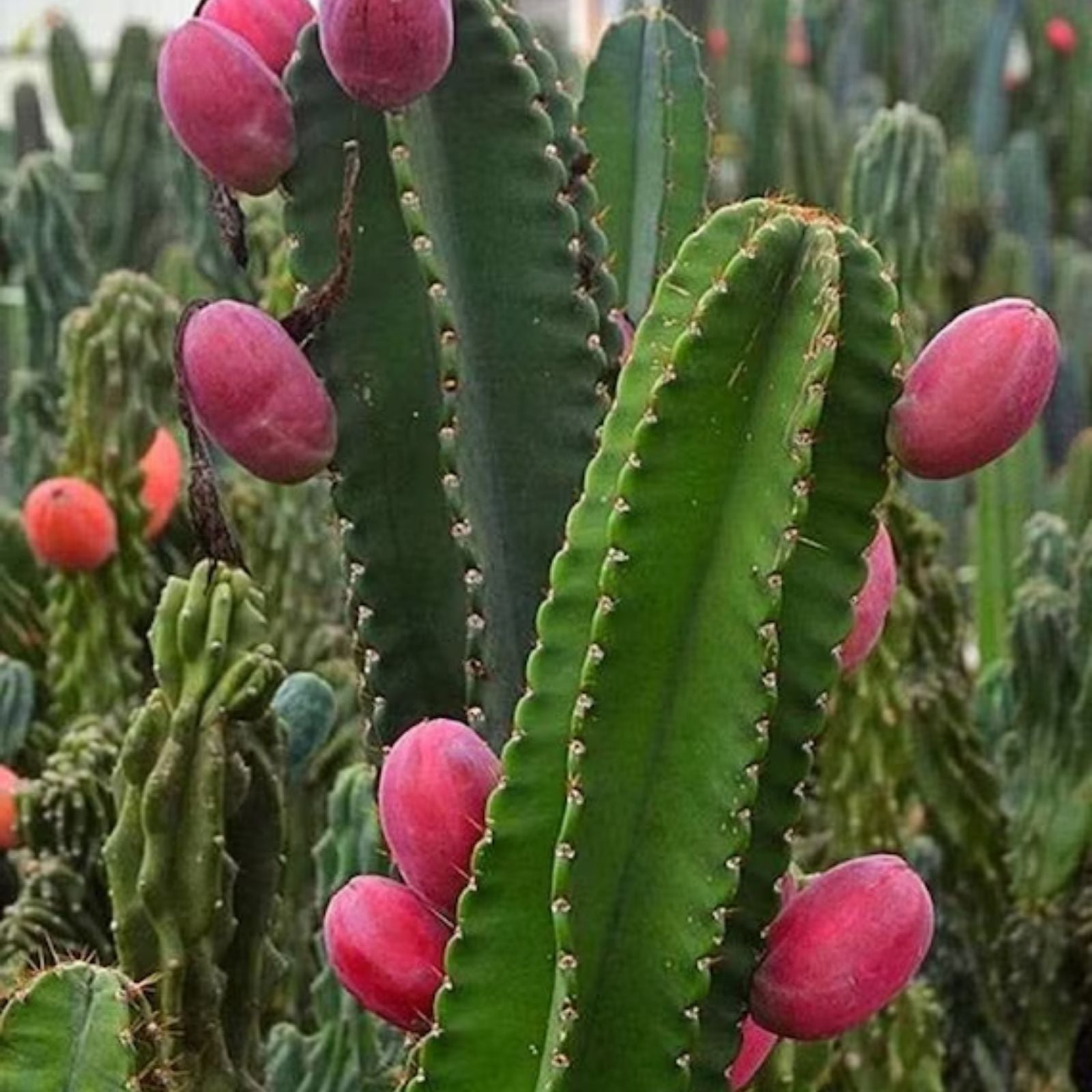 Cereus Peruvianus Repandus Seeds - 50 Peruvian Apple Cactus Seeds for Planting - Easy to Grow Succulent Seeds
