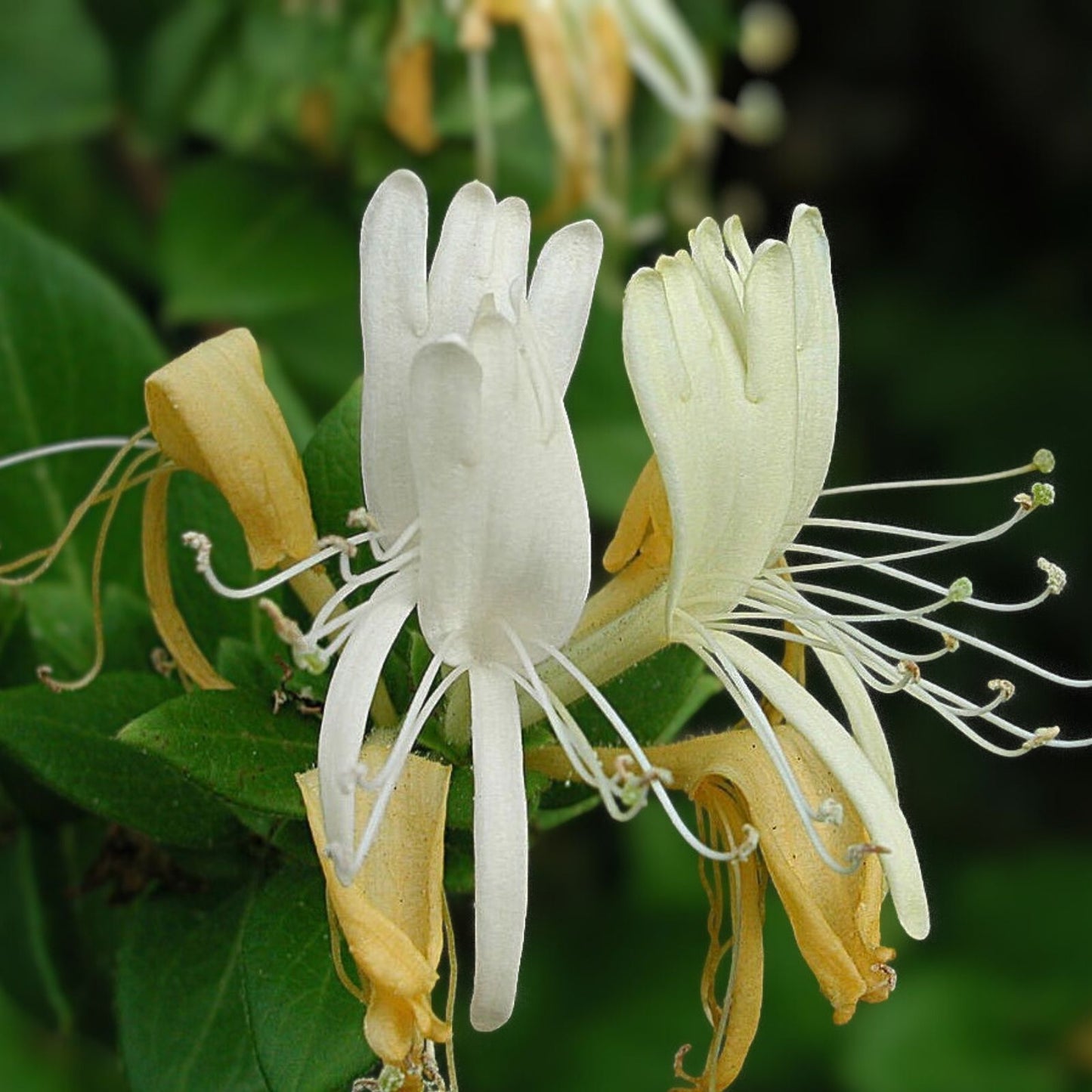 Honeysuckle Vine Live Starter Plant 6" Lonicera japonica Garden Climber Fragrant Greenery Ornamental Plant