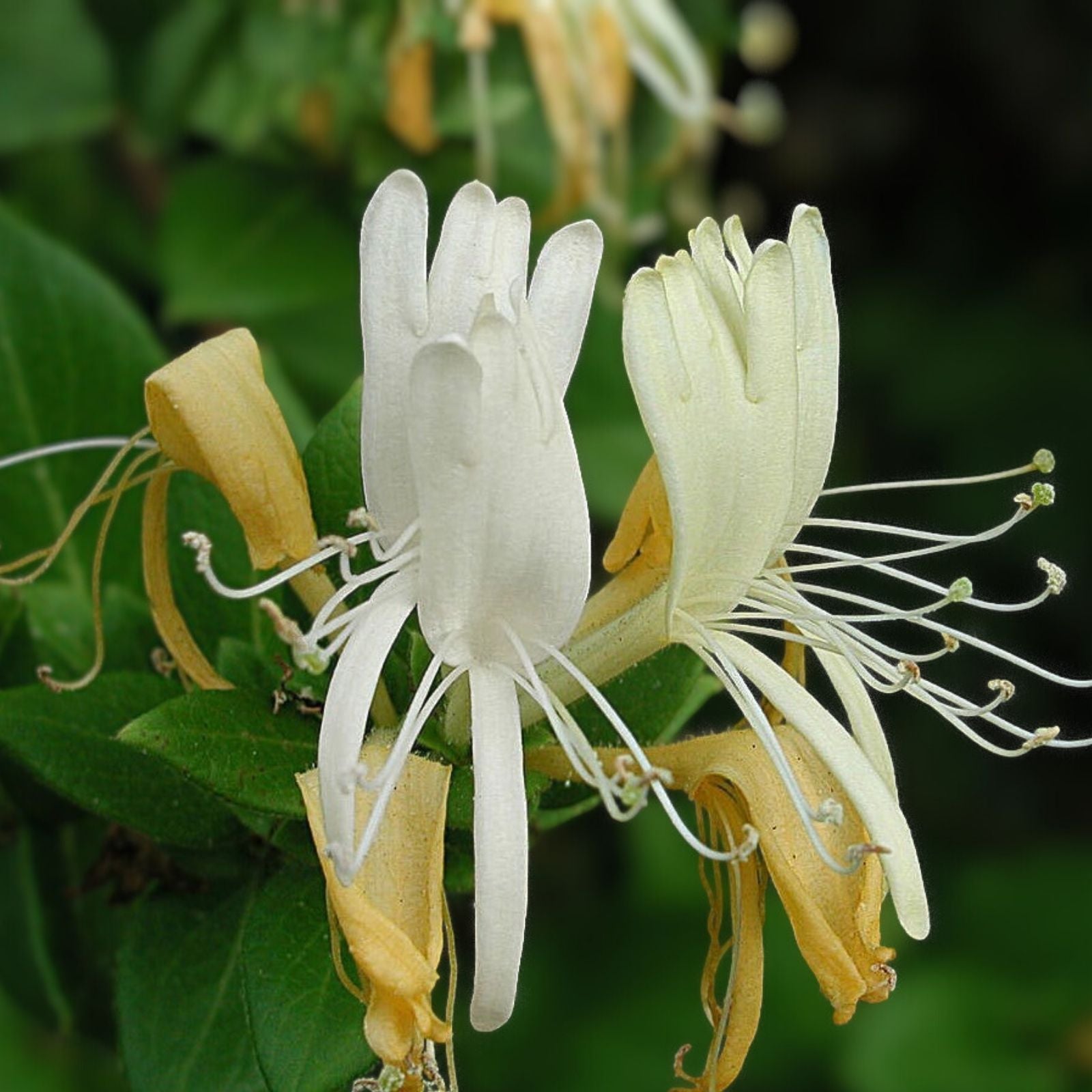 Honeysuckle Vine Live Starter Plant 6" Lonicera japonica Garden Climber Fragrant Greenery Ornamental Plant