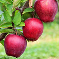 Bare Root Apple Tree Rhode Island Greening 16+ Inches Juicy Green Baking Fruit Live Plant