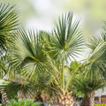 Sabal Palm Tree Sapling 2+ Years Old Cabbage Palm Texas Live Plant Landscaping Palmetto Bare Root Starter