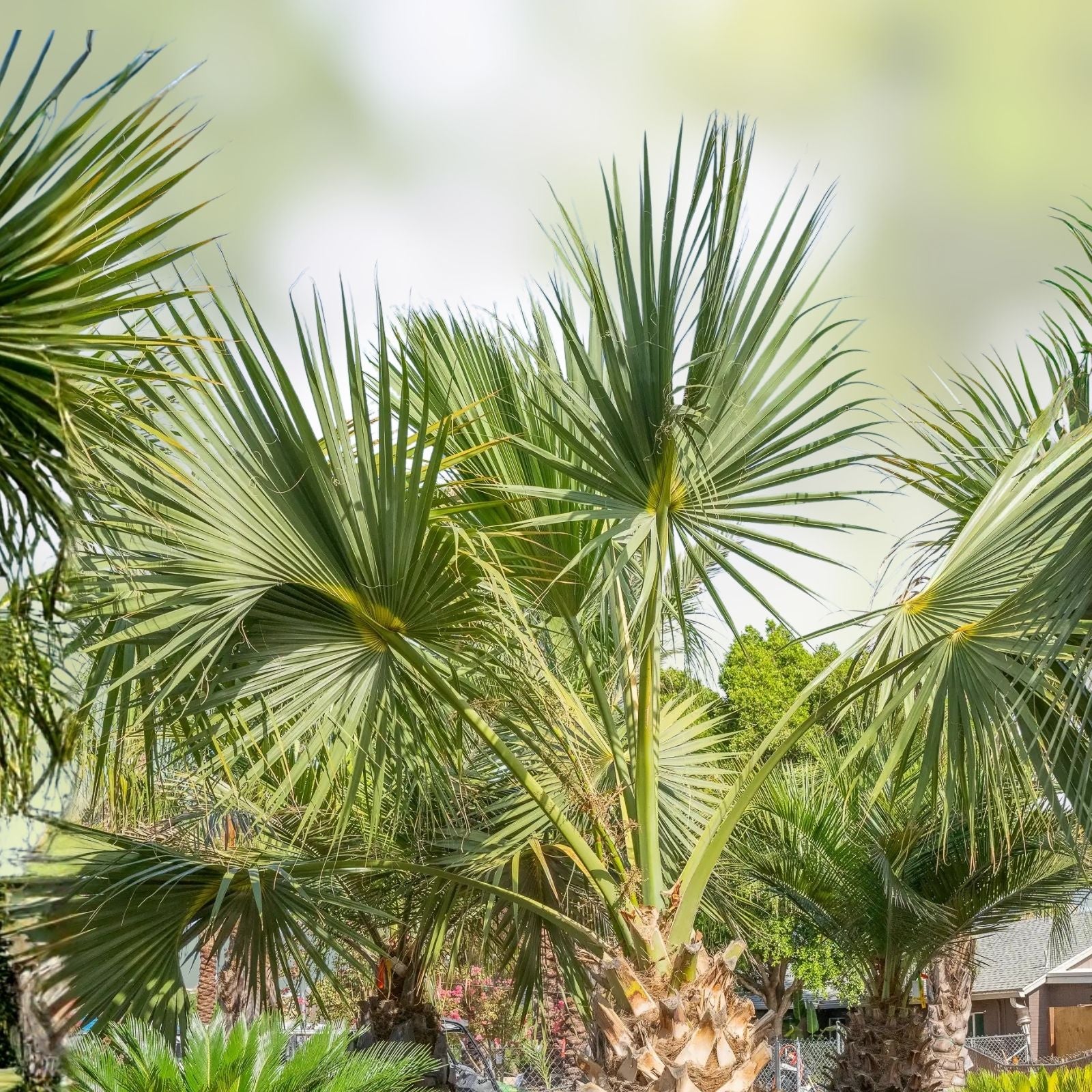 Sabal Palm Tree Sapling 2+ Years Old Cabbage Palm Texas Live Plant Landscaping Palmetto Bare Root Starter