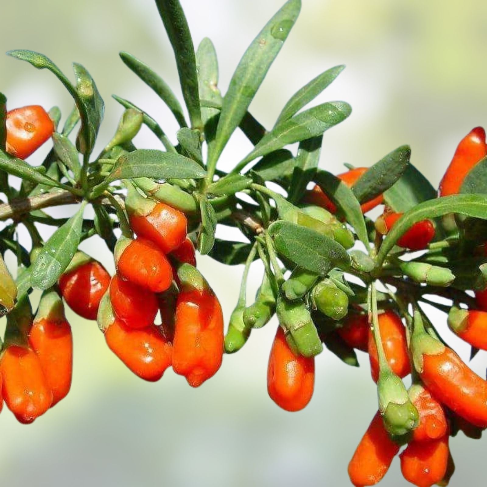 Goji Berry Cuttings Lycium barbarum Wolfberry Superfood Bush Live Plant Starter 10 Shoots