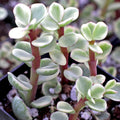 Rainbow Variegated Elephant Bush Dwarf Jade Plant Cuttings – 2 Unrooted Succulent Stems, Portulacaria afra, Houseplant, Starter Plant