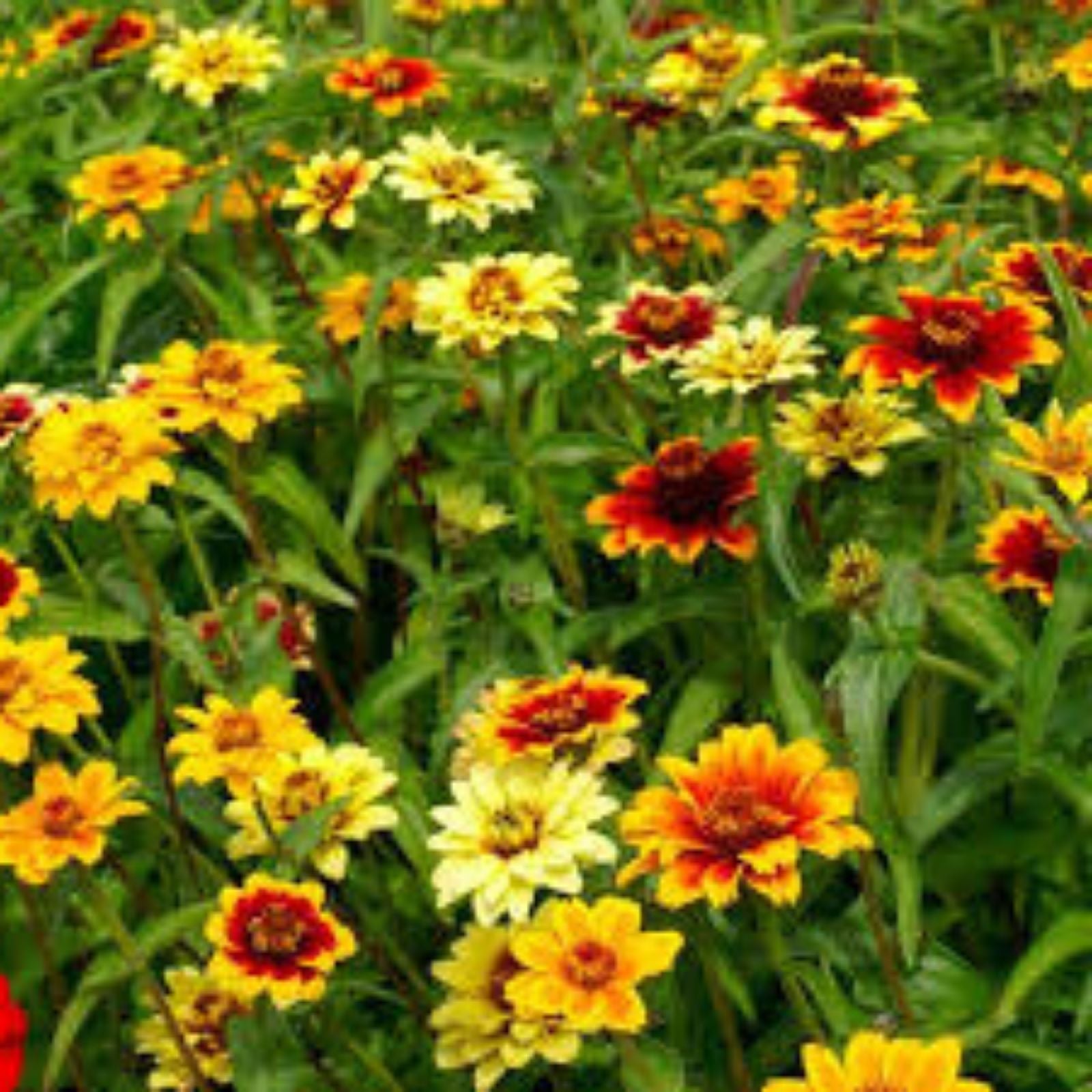 Persian Carpet Zinnia Mix Seeds - 200 Organic Annual Flower Seeds - Zinnia elegans - Colorful, USA Grown, Live Plant, Cutting, Bare Root, Starter Plant