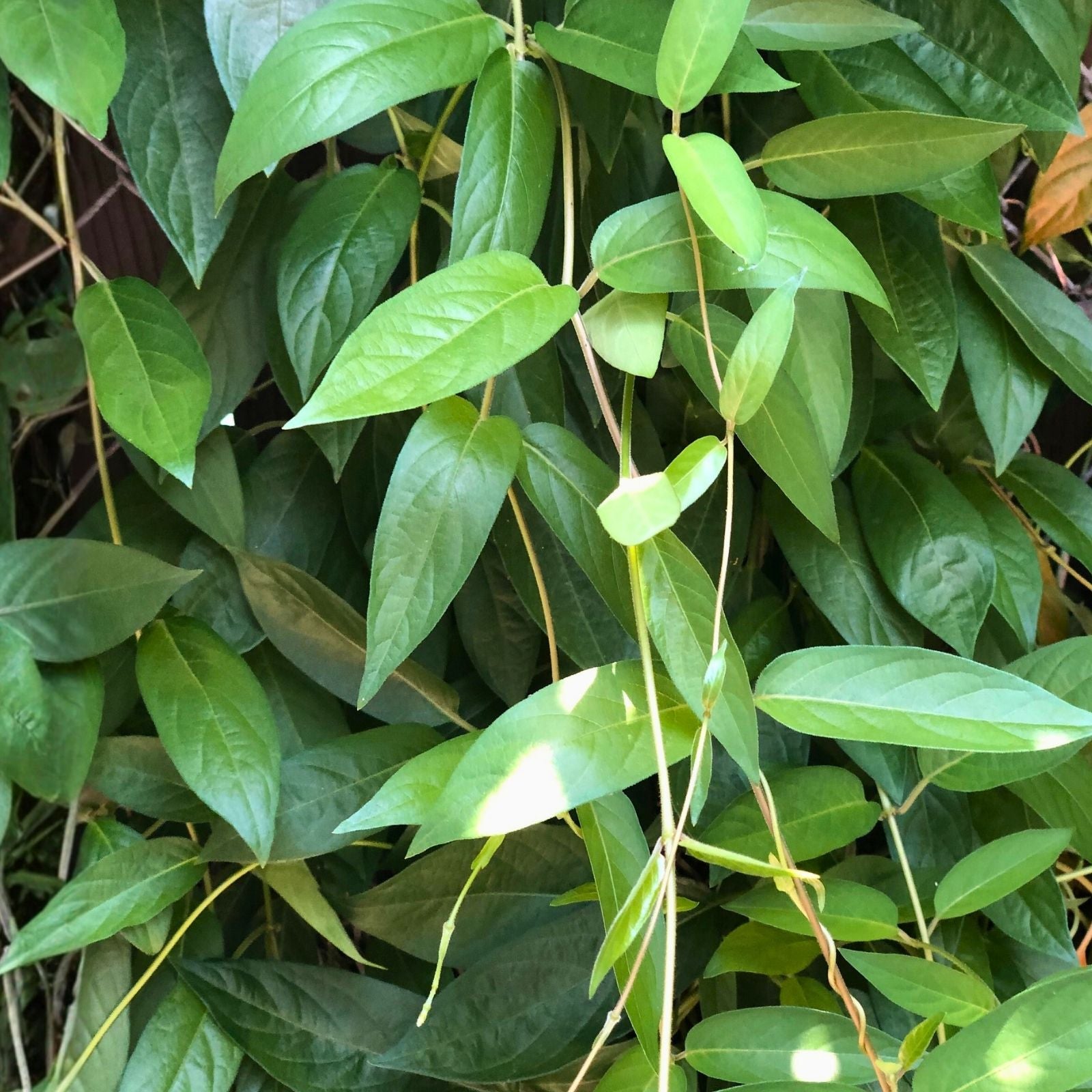 Skunk Vine Fresh Cuttings - 5 Pueraria phaseoloides Climbing Plant for Garden Landscaping - Easy to Grow