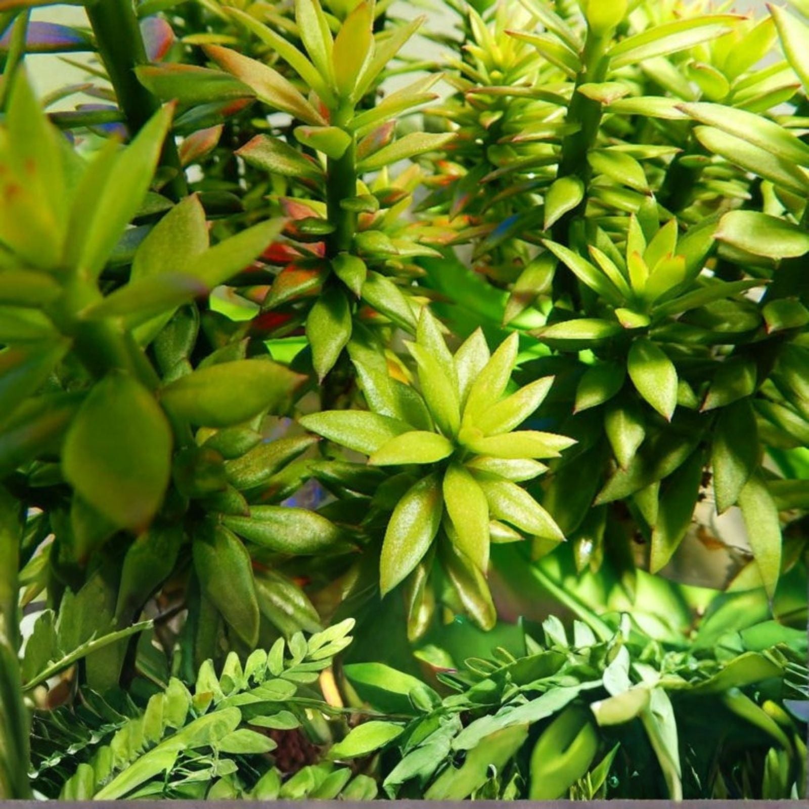 Pereskiopsis spathulata Grafting Stock Cuttings 4-5 inch Succulent Plants Qty 10 Live Starter Plants