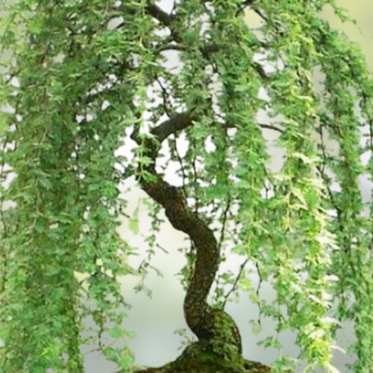 Green Weeping Willow Bonsai Tree Cutting, Salix babylonica, Live Plant Propagation Material, Thick Trunk, In Stock