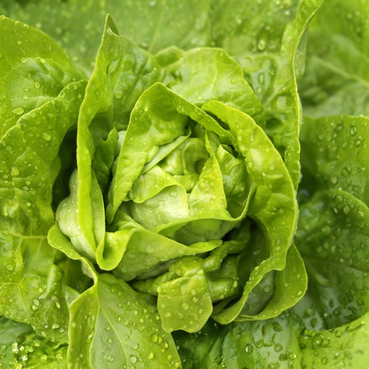 Heirloom Bibb Lettuce Seeds Non-GMO Salad Greens Garden Planting Lactuca sativa Organic Vegetable Seeds 25+