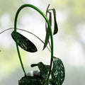 Hoya Dapple Grey Cuttings, Live Plant Propagation Clippings, Houseplant Starter, Hoya spp, Easy Plant Propagation Material