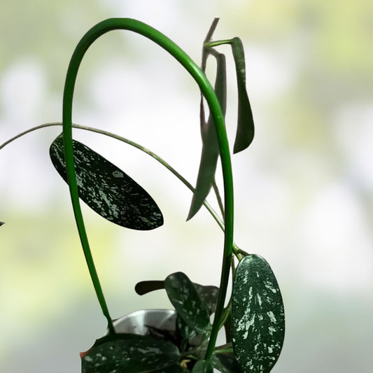 Hoya Dapple Grey Cuttings, Live Plant Propagation Clippings, Houseplant Starter, Hoya spp, Easy Plant Propagation Material