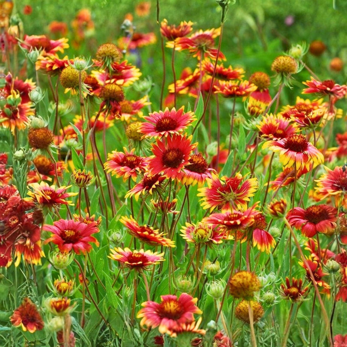 Rosso Raven Blanket Flower Seeds 200 Non-GMO Gaillardia x grandiflora Vibrant Red Garden Flowers