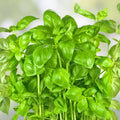 Basil Seeds 25 Count – Italian Large Leaf Heirloom Non-GMO Herb Seeds for Gardening, Ocimum basilicum, Live Plant or Cutting