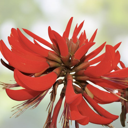 Kaffir Coral Tree Seeds 20 Pack Erythrina variegata Tropical Flowering Tree Live Plant Cuttings Bare Root Non-GMO