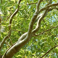 Corkscrew Willow Tree Cuttings - 10 Branches with Curling Leaves - Salix babylonica 'Tortuosa' - Ornamental Tree Branches