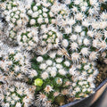 Echinocactus polycephalus Arizona Snowcap Cactus 4-inch Clustered Succulent Live Plant