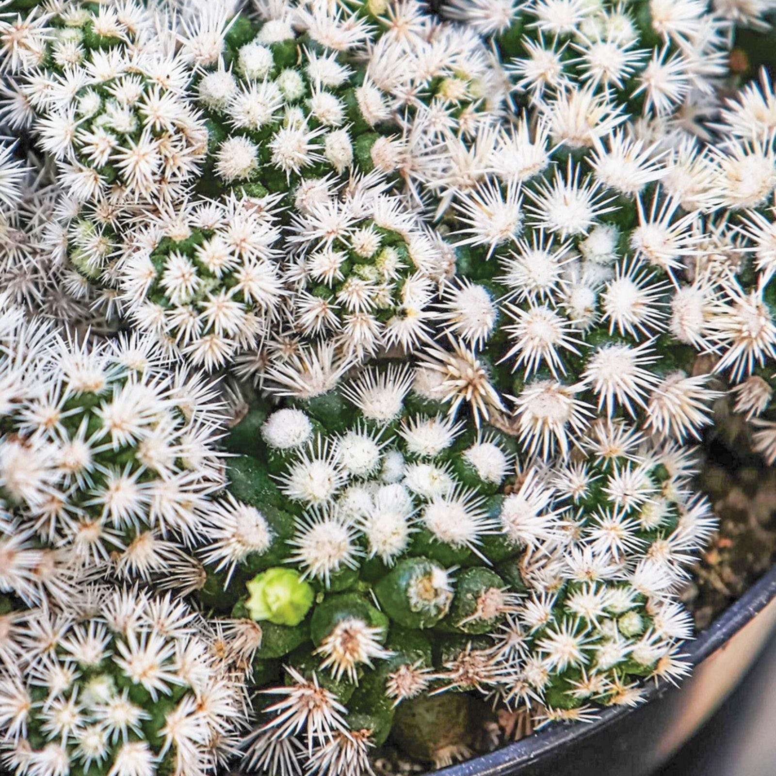 Echinocactus polycephalus Arizona Snowcap Cactus 4-inch Clustered Succulent Live Plant