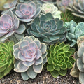Large Succulent Cuttings 4-6" Mixed Varieties, 10 Live Easy-Root Succulents for DIY Planting, Houseplants, Garden, Cacti