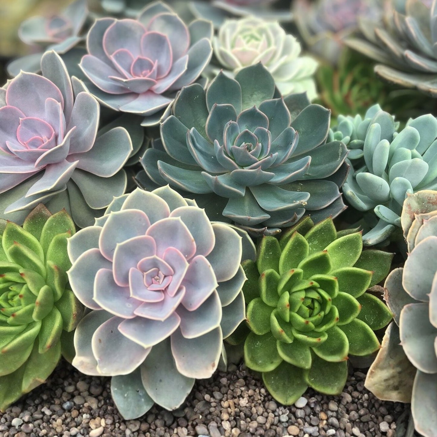 Large Succulent Cuttings 4-6" Mixed Varieties, 10 Live Easy-Root Succulents for DIY Planting, Houseplants, Garden, Cacti