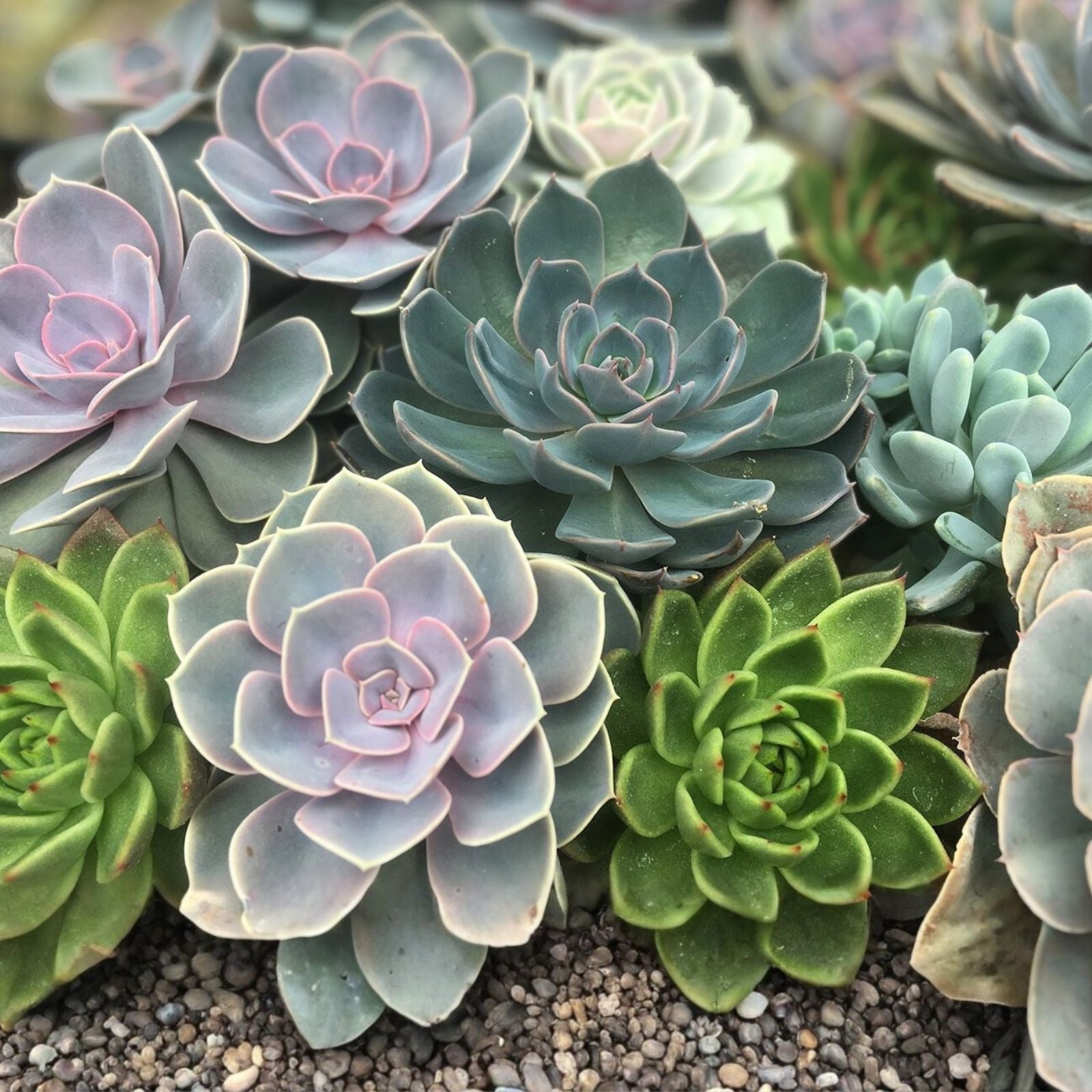 Large Succulent Cuttings 4-6" Mixed Varieties, 10 Live Easy-Root Succulents for DIY Planting, Houseplants, Garden, Cacti