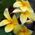 Plumeria Cutting 1 Grow Tip Tropical Flowering Plant J105 Variety - Garden Fragrant Bloom, Easy to Grow, Fast Shipping