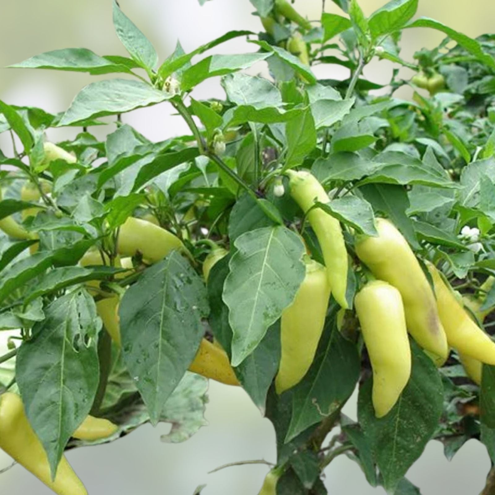 Sweet Banana Pepper Seeds – Heirloom Non-GMO Capsicum annuum, 100 Starter Plants for Home Garden, Culinary Use, Vegetable Seeds