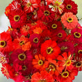 Zinnia Seeds Mix - 100 Organic Berry Tart Flower Seeds - Colorful Garden Flowers - Non-GMO, USA Grown
