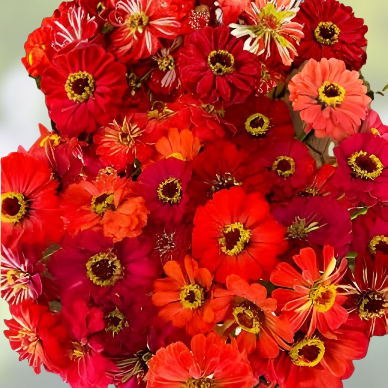 Zinnia Seeds Mix - 100 Organic Berry Tart Flower Seeds - Colorful Garden Flowers - Non-GMO, USA Grown