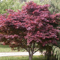 Japanese Maple Cuttings 15 Acer palmatum Starter Plants 8-12 Inch Ornamental Tree for Garden Landscape
