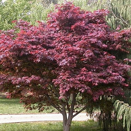 Japanese Maple Cuttings 15 Acer palmatum Starter Plants 8-12 Inch Ornamental Tree for Garden Landscape