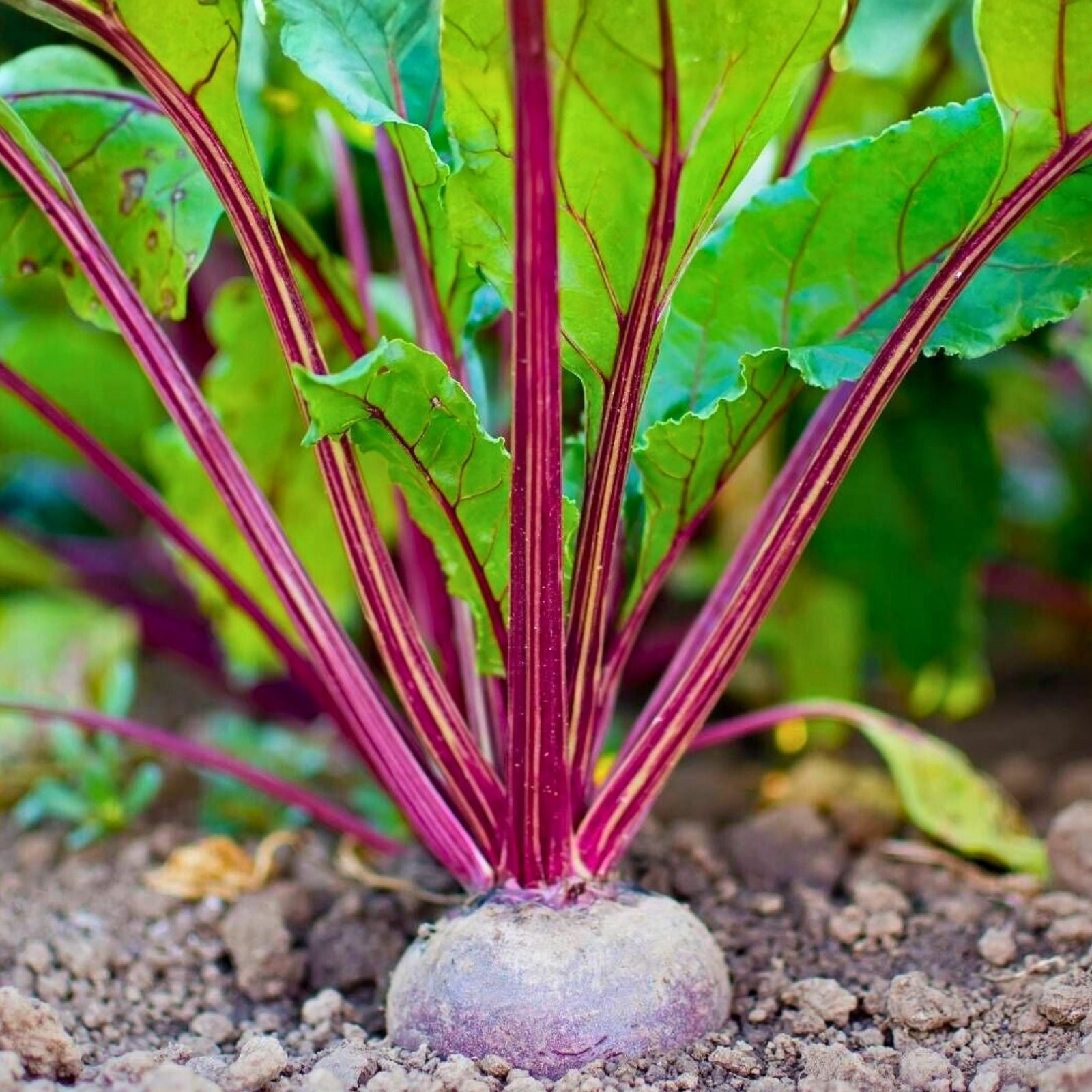 Early Wonder Beet Seeds, Heirloom Non-GMO, Beta vulgaris, Root Vegetable Seeds, Garden Starter, Sweet Tasting, 50+ Seeds