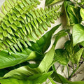 15 Rooted Wandering Jew Plant Cuttings, Arrowhead Vines, Pothos Houseplants, Indoor Gardening Starter Plants, Easy Care