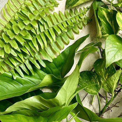 15 Rooted Wandering Jew Plant Cuttings, Arrowhead Vines, Pothos Houseplants, Indoor Gardening Starter Plants, Easy Care