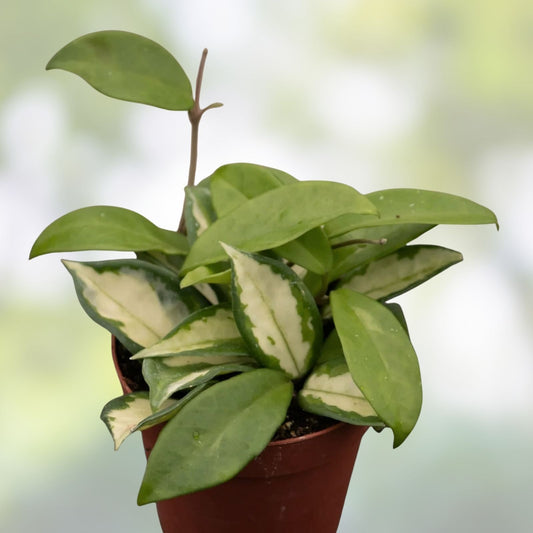 Hoya Krimson Princess Cuttings - Unrooted Tropical Houseplant - Hoya carnosa var. Krimson Princess - Live Plant Starter - Non-GMO