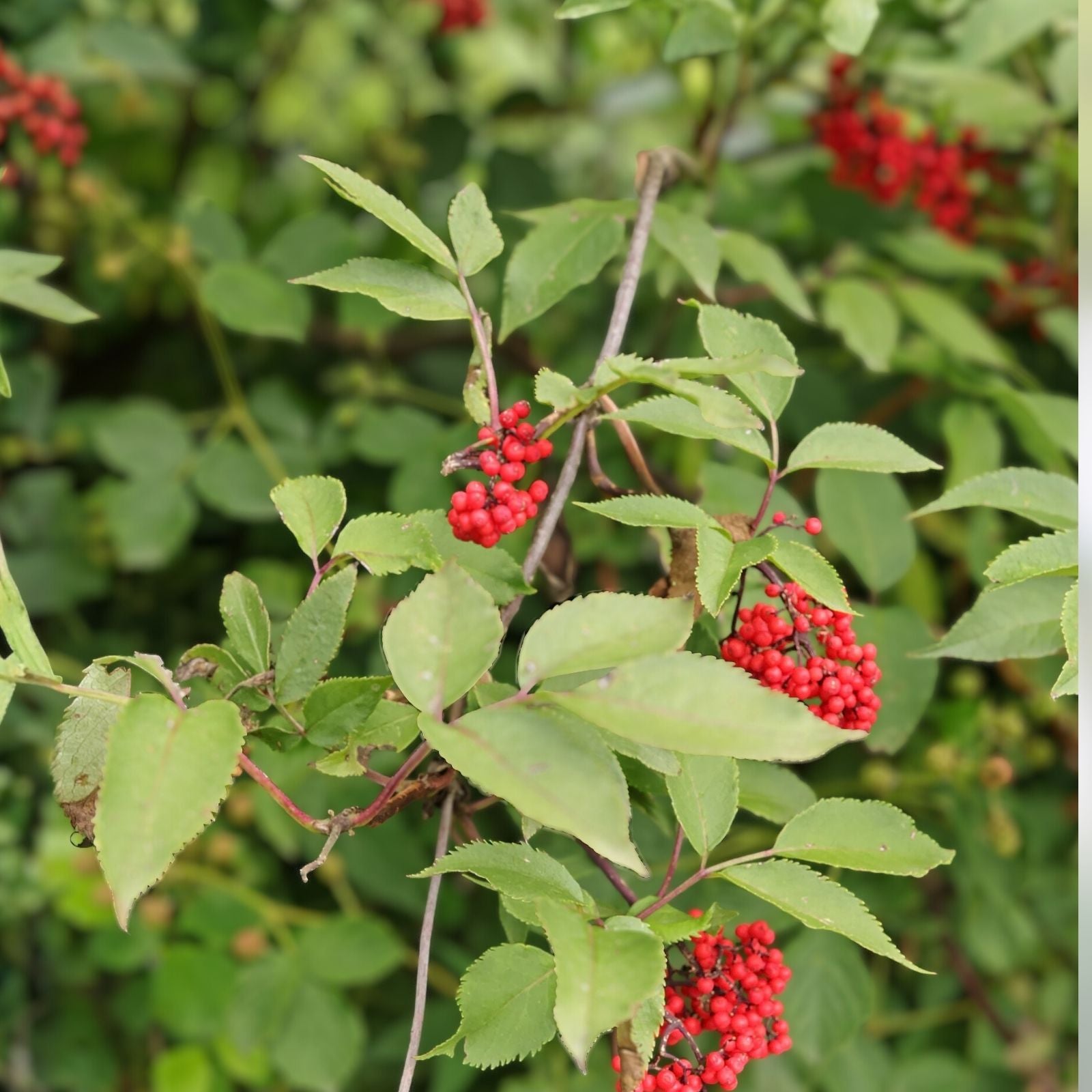 Red Elderberry Seeds 80 Count – Sambucus racemosa Berry Fruit Tree Shrub for Planting Gardening