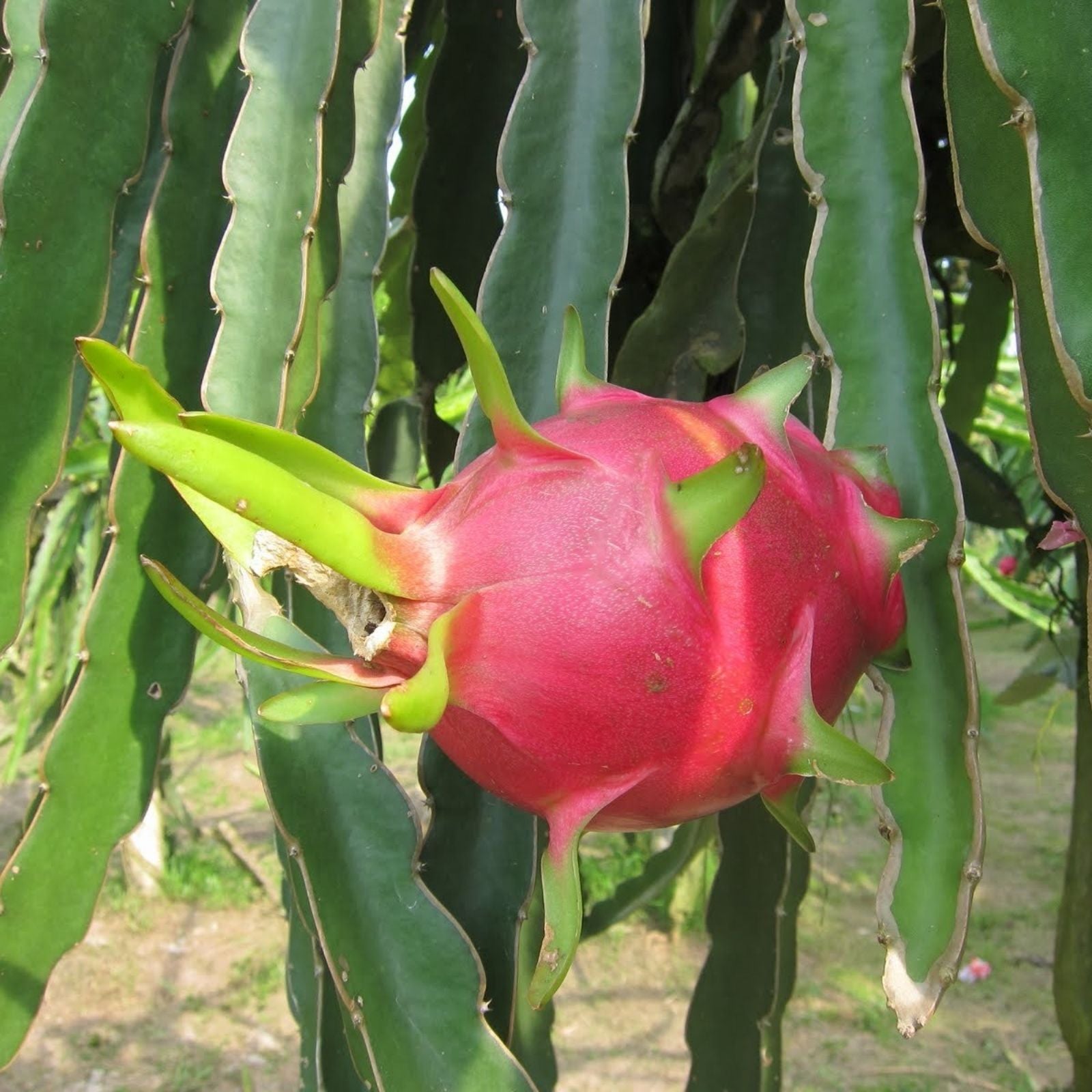 Dragon Fruit Cutting Valdivia Roja 5-7 Inch Hylocereus undatus Live Plant Starter Fruit Plant