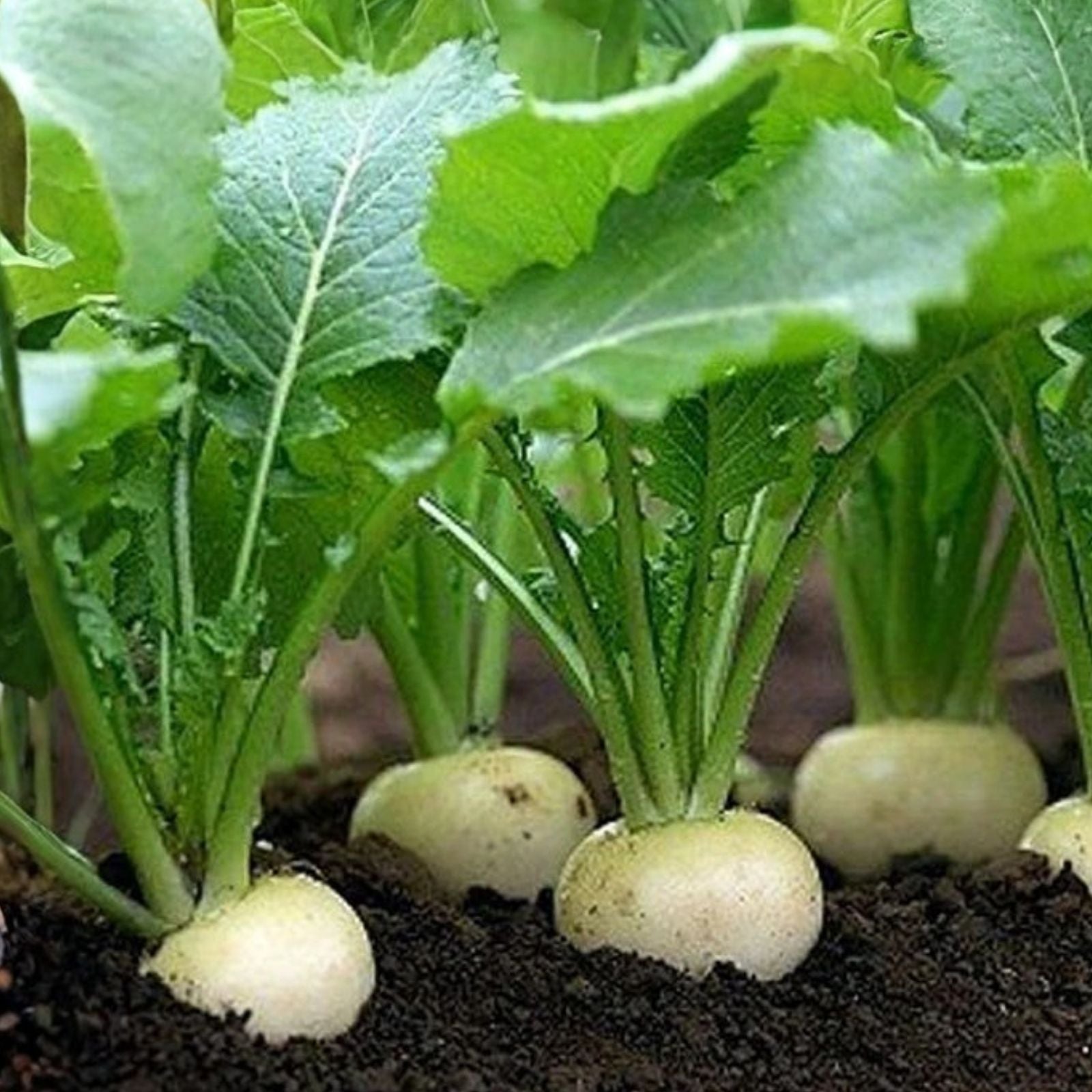 Heirloom Vegetable Seeds Collection 5 Varieties Organic Non-GMO Home Garden Starter Plants