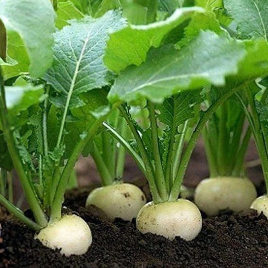 Heirloom Vegetable Seeds Collection 5 Varieties Organic Non-GMO Home Garden Starter Plants