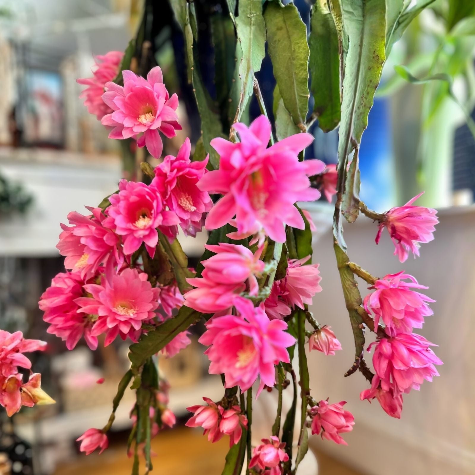 Thanksgiving Cactus Cuttings Schlumbergera Samba Brazil Live Plant Propagation Bare Root Houseplant