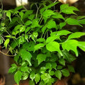Radermachera sinica China Doll Tree Seeds | Indoor Bonsai Starter Plant | Exotic Houseplant Seeds for Home Gardening