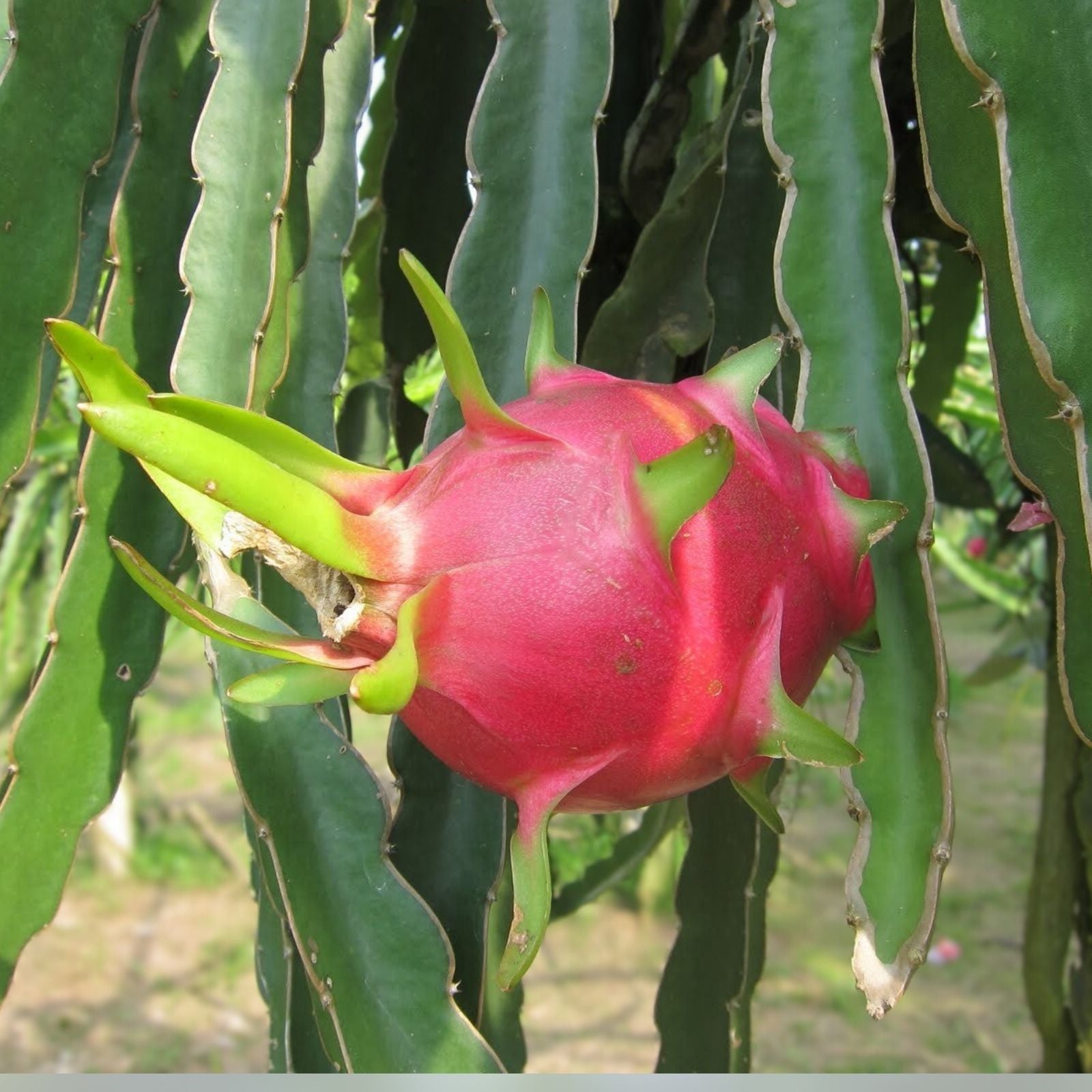 Rare Dragon Fruit Cutting 8-12in Hylocereus Undatus Exotic Fruit Plant Live Houseplant