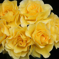 Sunsprite Rose Bush Live Plant 1-2 ft Golden Yellow Floribunda Fragrant Shrub AARS Award Winner