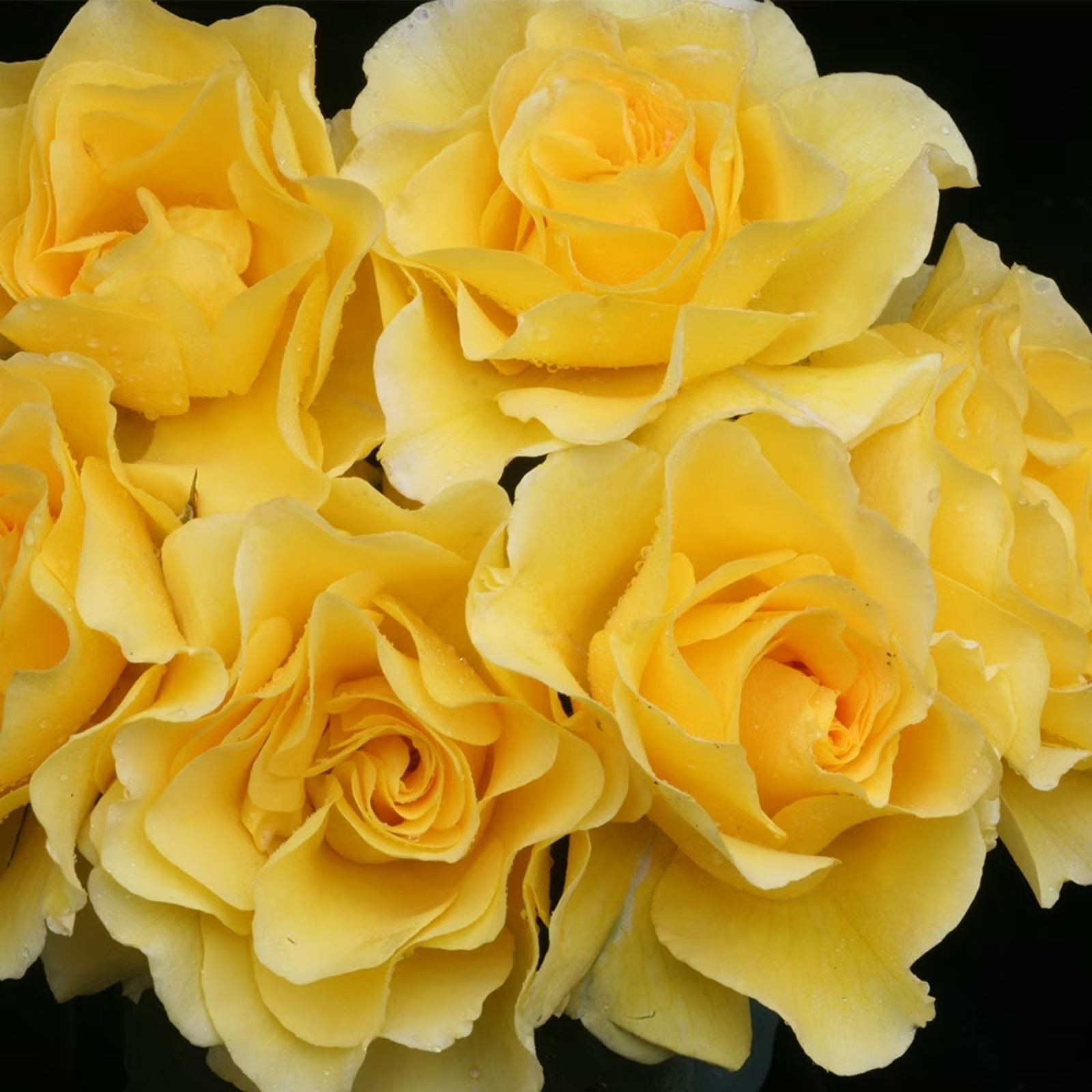 Sunsprite Rose Bush Live Plant 1-2 ft Golden Yellow Floribunda Fragrant Shrub AARS Award Winner